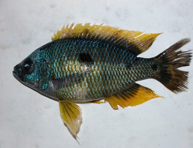 Copadichromis sp. 'quadrimaculatus yellow' Taiwanee Reef